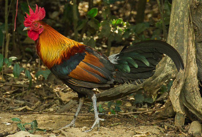 Labuyo Chicken