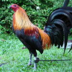 The History and Fighting Style of McRae Gamefowl