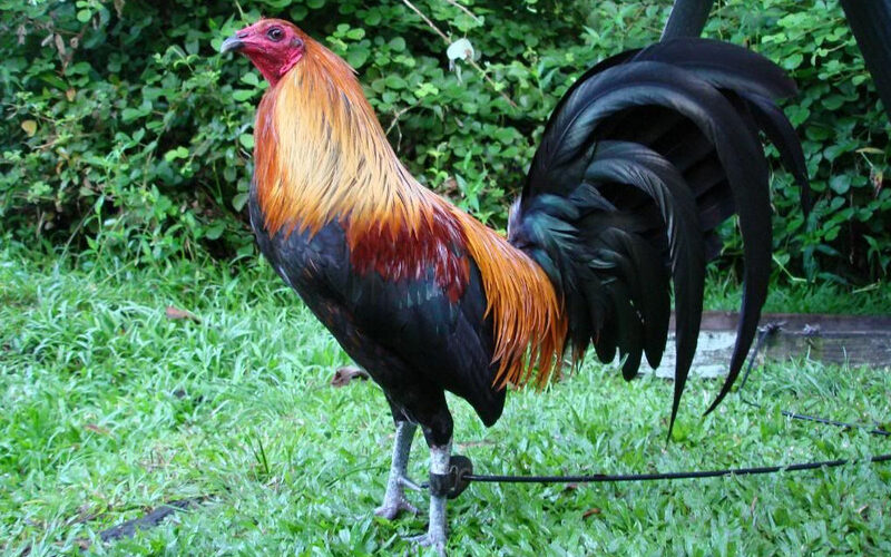 The History and Fighting Style of McRae Gamefowl