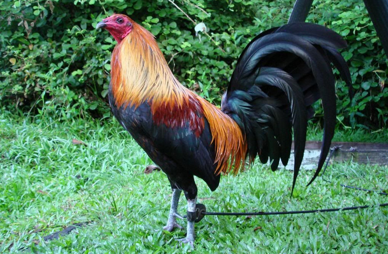 Mcrae gamefowl