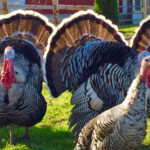 Narragansett Turkey: Profile and Characteristics