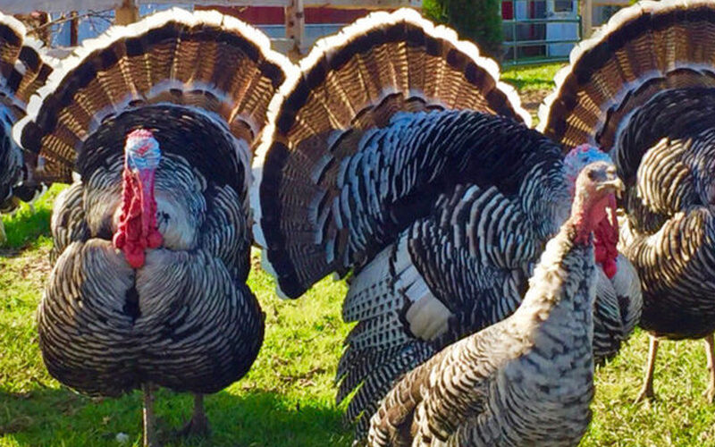 Narragansett Turkey: Profile and Characteristics