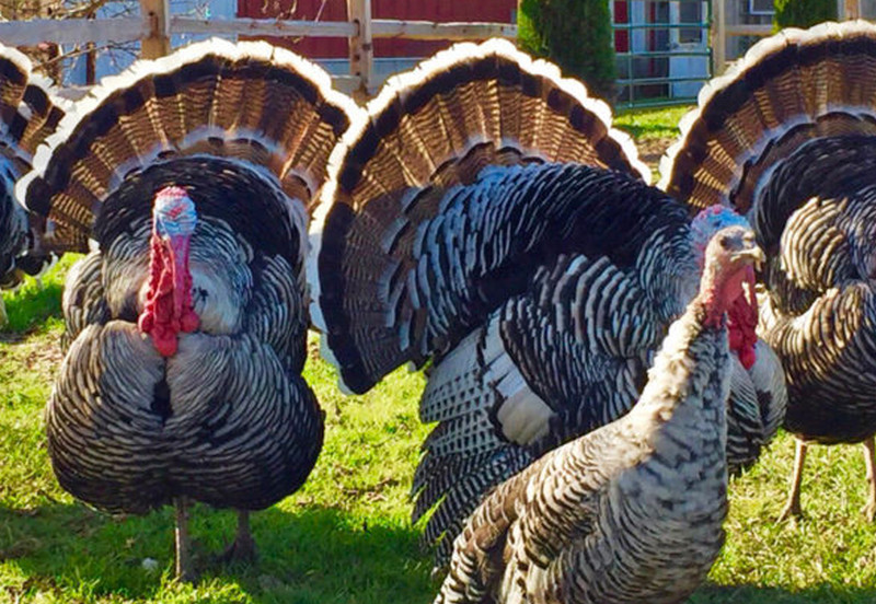 Narragansett Turkey