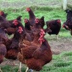 Rhode Island Red Chicken