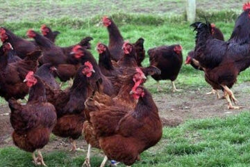 Rhode Island Red Chicken: A Poultry Breed Loved Worldwide