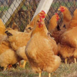 Robusta Lionata Chicken Breed: Profile and Characteristics