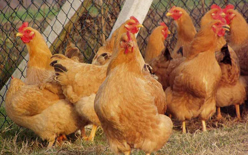 Robusta Lionata Chicken Breed: Profile and Characteristics