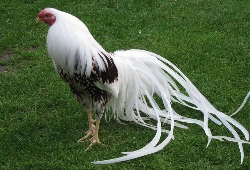 What is Yokohama Chicken: Characteristics, History, and Behavior