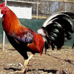 albany gamefowl