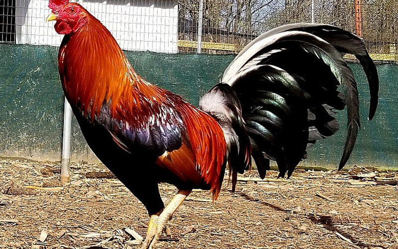 Albany Gamefowl: A Resilient and Powerful Bloodline