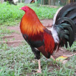 Allen Roundhead Gamefowl: A Timeless Bloodline