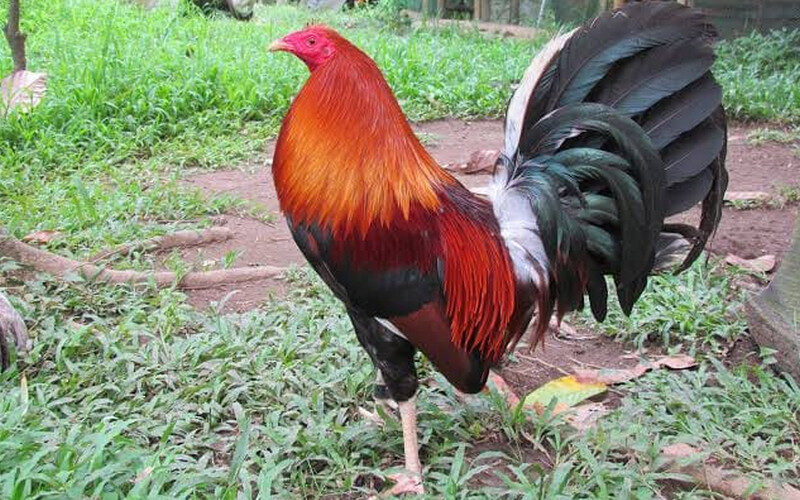 Allen Roundhead Gamefowl: A Timeless Bloodline