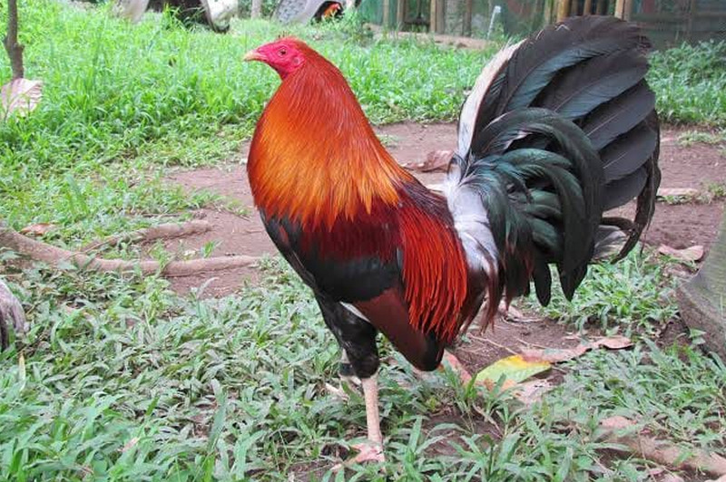 Allen Roundhead Gamefowl: