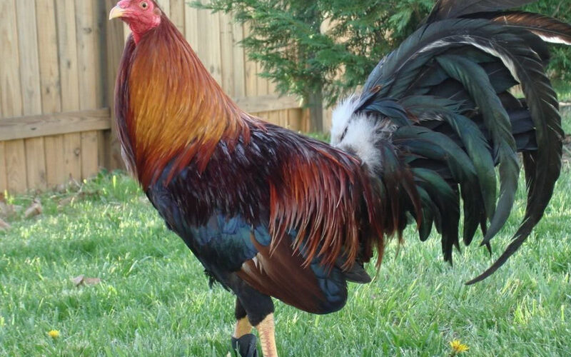 American Gamefowl: A Legendary Bloodline in Cockfighting