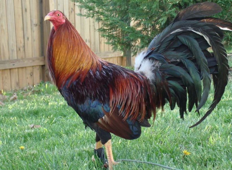 american gamefowl