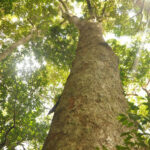 Apitong Tree: A Guide to Farming and Benefits