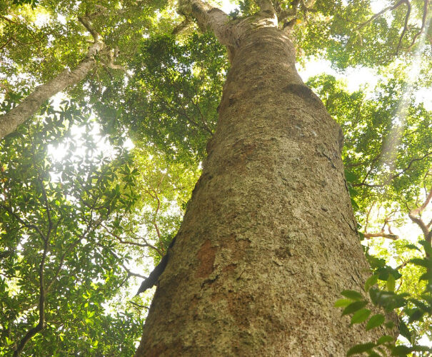 Apitong Tree: A Guide to Farming and Benefits