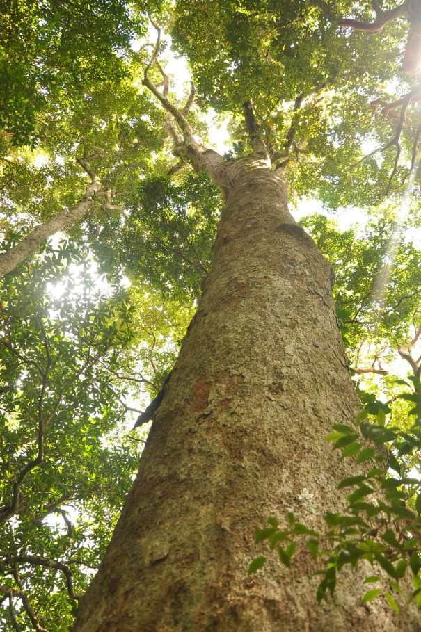 apitong tree