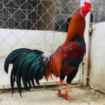 Asil Gamefowl: The Iconic Warrior of Cockfighting