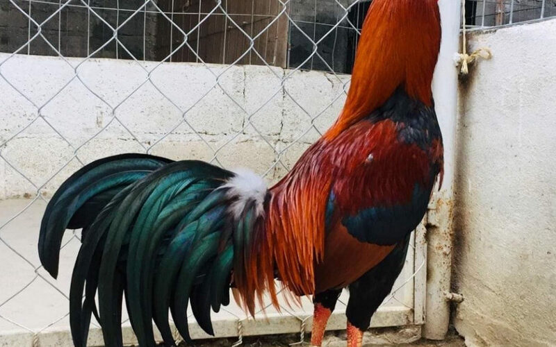 Asil Gamefowl: The Iconic Warrior of Cockfighting