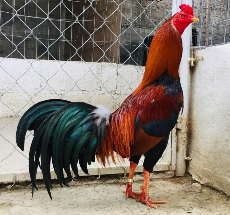 Asil Gamefowl: The Iconic Warrior of Cockfighting