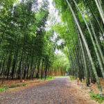 Bamboo Farming: A Guide to Sustainable Growth