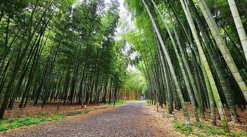 Bamboo Farming: A Guide to Sustainable Growth