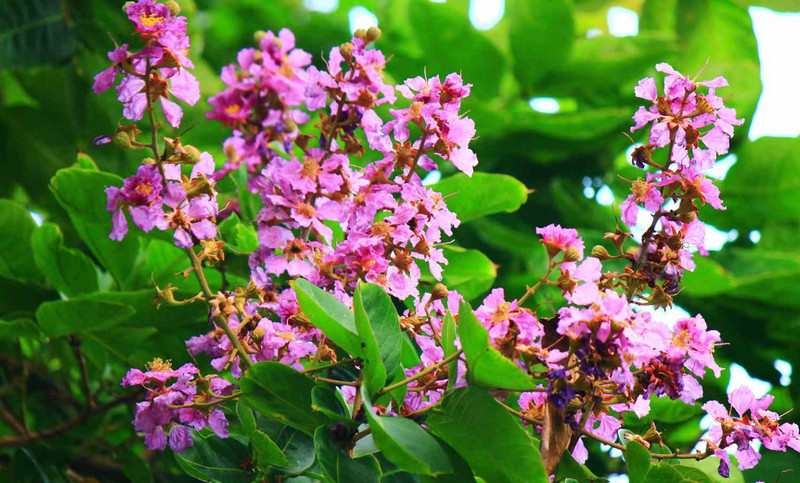 banaba tree