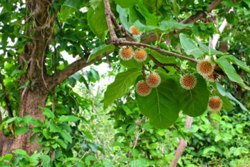 Bangkal Tree Farming: A Guide to Sustainable Cultivation