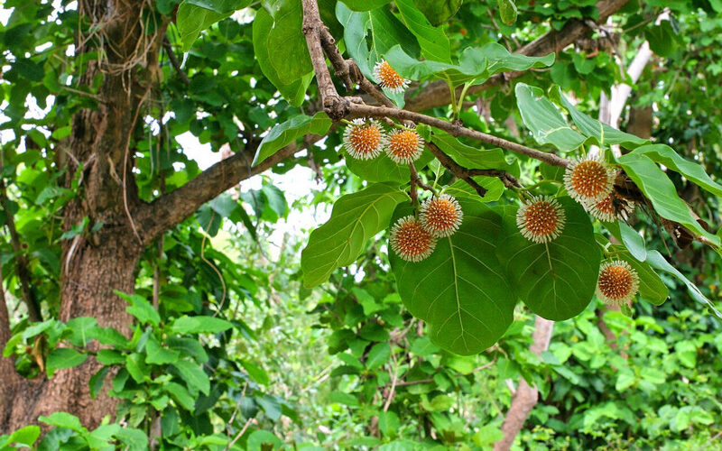 Bangkal Tree Farming: A Guide to Sustainable Cultivation