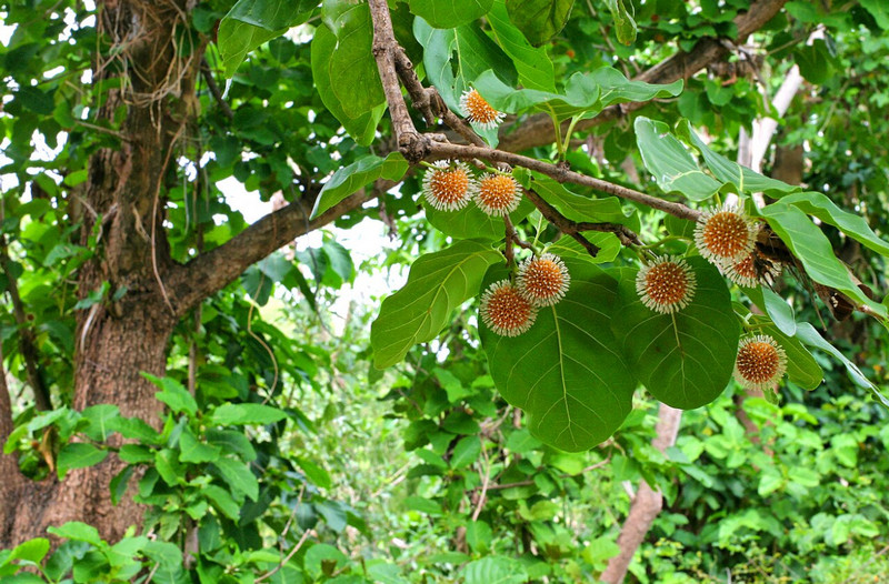 bangkal tree