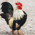 Bantam Gamefowl: Small Birds with Big Impact