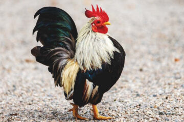 Bantam Gamefowl: Small Birds with Big Impact