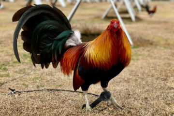 Bates Hatch Gamefowl: A Powerhouse in the Cockfighting Arena