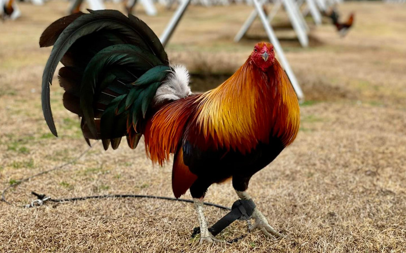 Bates Hatch Gamefowl: A Powerhouse in the Cockfighting Arena