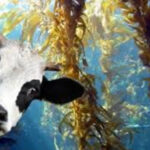 The Benefits of Seaweed on Livestock