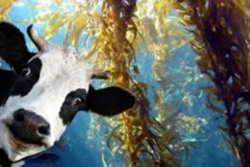 The Benefits of Seaweed on Livestock