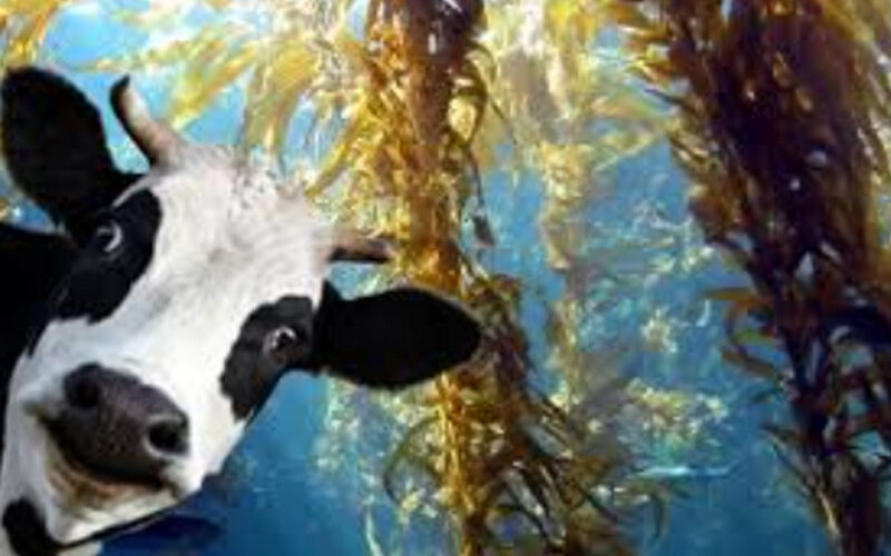 The Benefits of Seaweed on Livestock