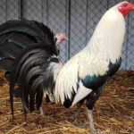 bennett grey gamefowl