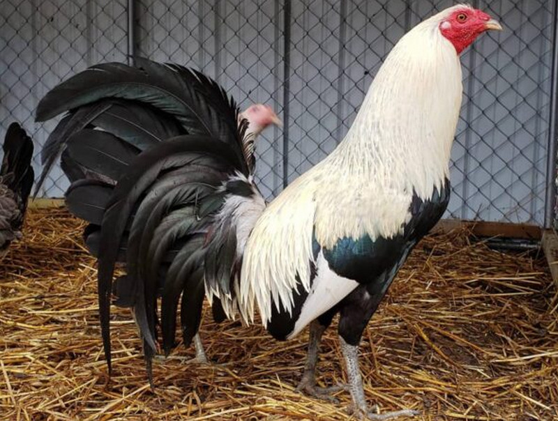 bennett grey gamefowl