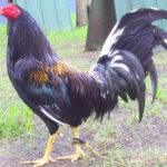 Brassback Gamefowl History and Fighting Style