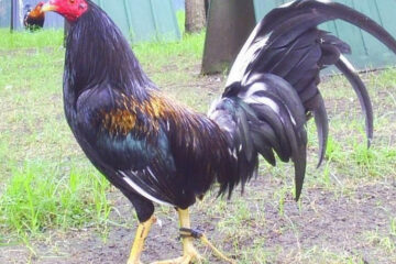 Brassback Gamefowl History and Fighting Style