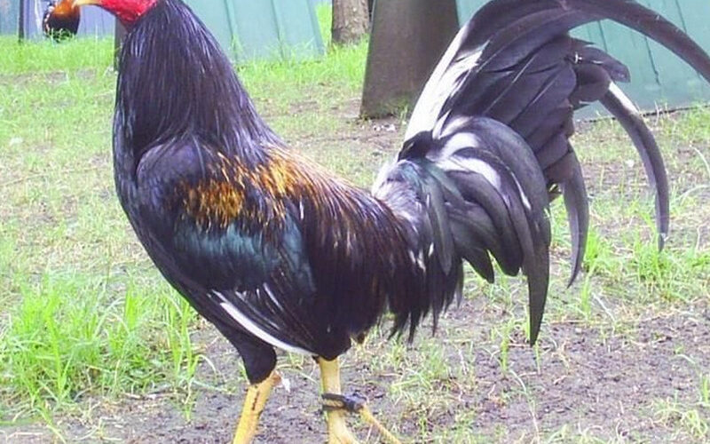 Brassback Gamefowl History and Fighting Style