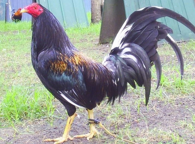 brassback gamefowl