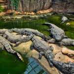 crocodile farming