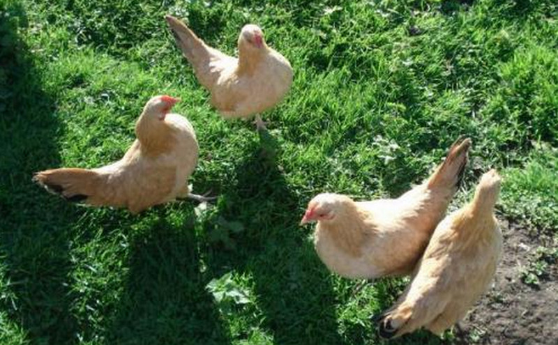 What Is Nankin Bantam Chicken? Characteristics, History, Behavior, and Temperament