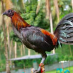 peruvian gamefowl