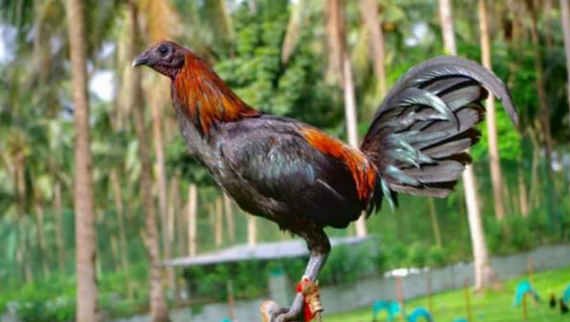 peruvian gamefowl