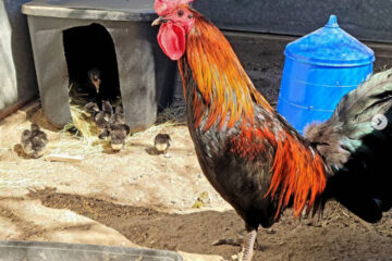 The Rich History of the Racey Mug Gamefowl