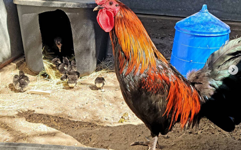 The Rich History of the Racey Mug Gamefowl